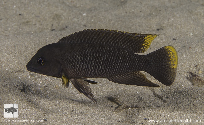 Neolamprologus cf. modestus 'Mongwe'